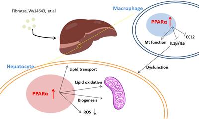 PPARα: An emerging target of metabolic syndrome, neurodegenerative and cardiovascular diseases